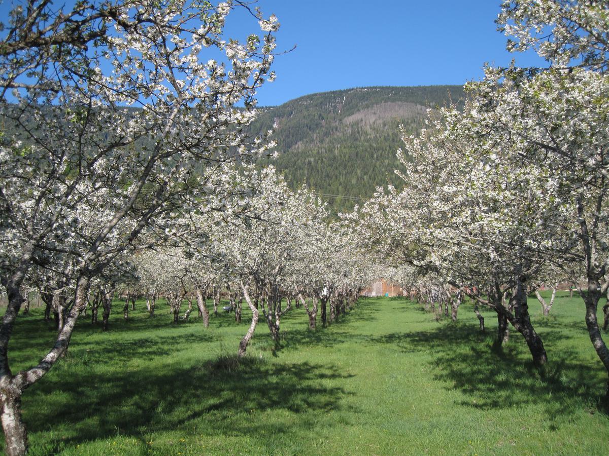 Cherry Cove Cabins Villa Kaslo Exterior foto